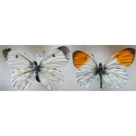Anthocharis cardamines (Linnaeus, 1758) pair Poland35e